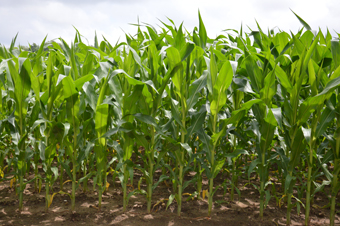 Unlike most vegetation, crops are made to perform. Frequent access to nutrients and irrigation: results in healthy, productive plants – the glow of which can be detected by satellites. Image courtesy of  Wikimedia commons/Illustratedjc